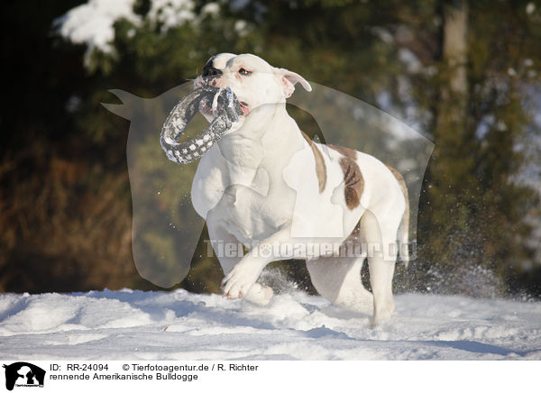rennende Amerikanische Bulldogge / RR-24094