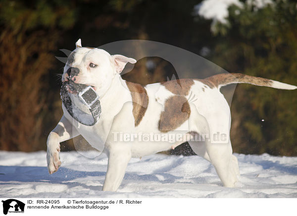 rennende Amerikanische Bulldogge / RR-24095