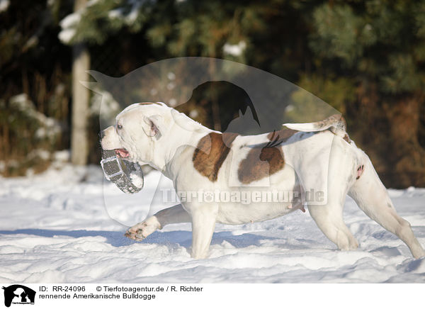 rennende Amerikanische Bulldogge / running American Bulldog / RR-24096