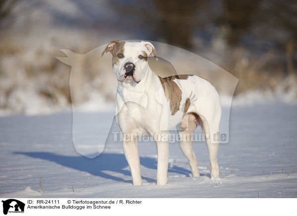 Amerikanische Bulldogge im Schnee / American Bulldog in snow / RR-24111