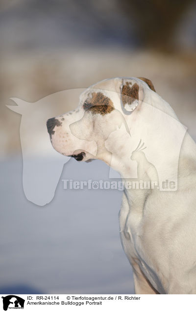 Amerikanische Bulldogge Portrait / American Bulldog Portrait / RR-24114