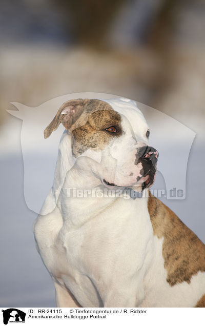 Amerikanische Bulldogge Portrait / American Bulldog Portrait / RR-24115