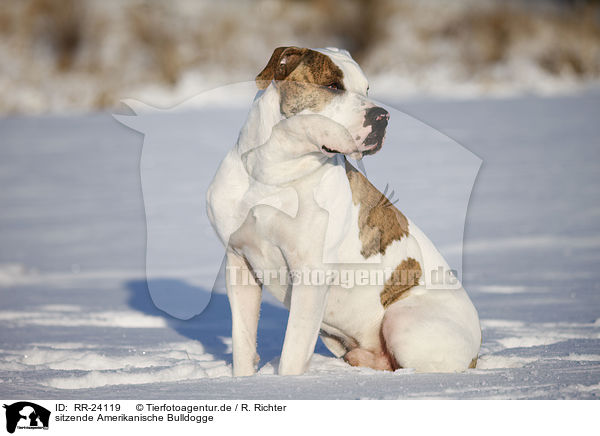 sitzende Amerikanische Bulldogge / sitting American Bulldog / RR-24119