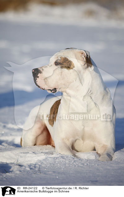 Amerikanische Bulldogge im Schnee / RR-24122