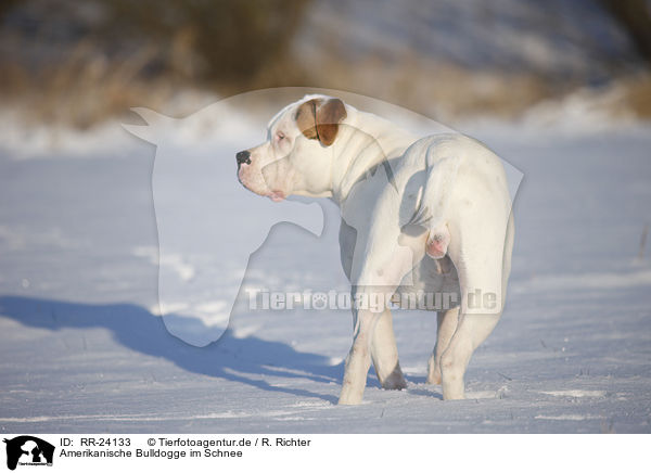 Amerikanische Bulldogge im Schnee / RR-24133