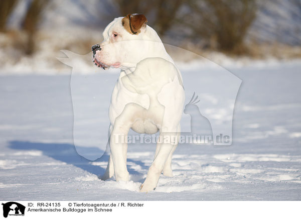 Amerikanische Bulldogge im Schnee / RR-24135
