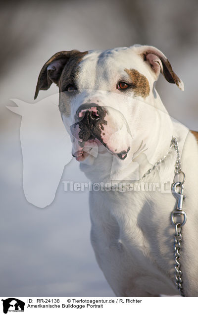 Amerikanische Bulldogge Portrait / American Bulldog Portrait / RR-24138