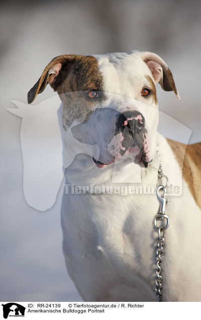 Amerikanische Bulldogge Portrait / American Bulldog Portrait / RR-24139