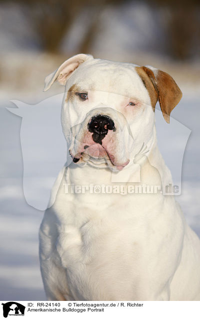 Amerikanische Bulldogge Portrait / RR-24140