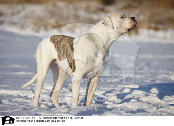 Amerikanische Bulldogge im Schnee / RR-24144