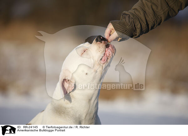 Amerikanische Bulldogge Portrait / RR-24145