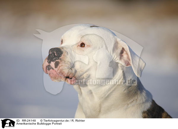 Amerikanische Bulldogge Portrait / RR-24148