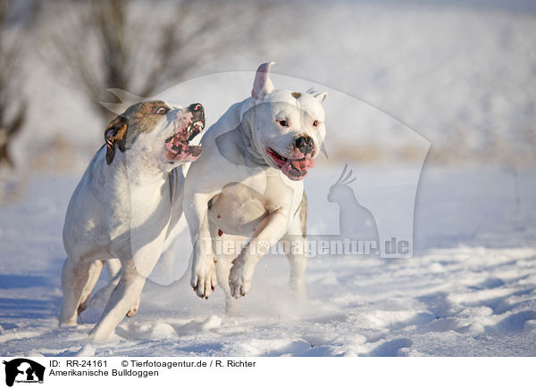 Amerikanische Bulldoggen / RR-24161