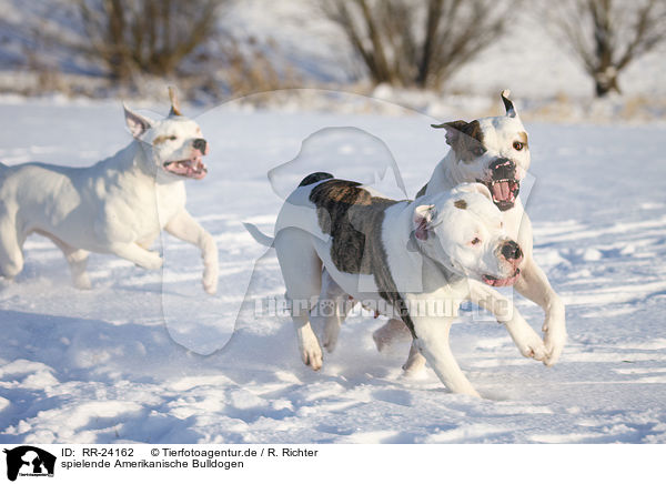 spielende Amerikanische Bulldogen / playing American Bulldogs / RR-24162
