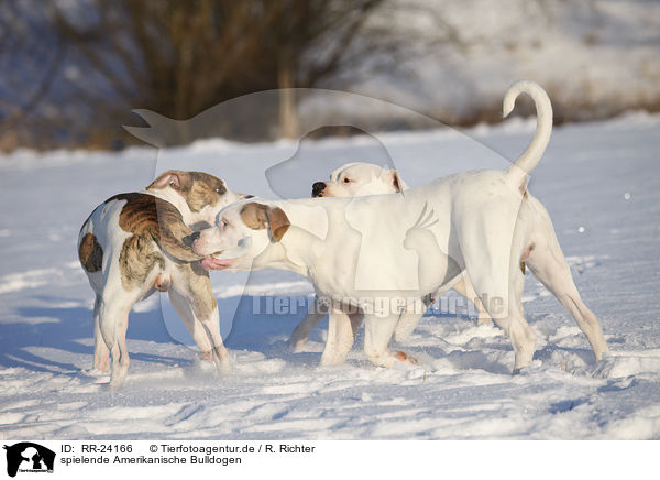 spielende Amerikanische Bulldogen / playing American Bulldogs / RR-24166
