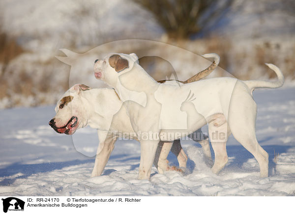 Amerikanische Bulldoggen / RR-24170
