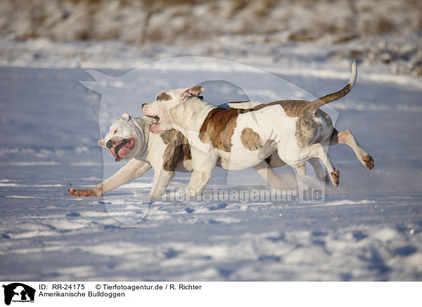 Amerikanische Bulldoggen / RR-24175