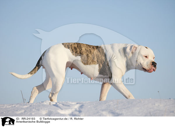 Amerikanische Bulldogge / RR-24193