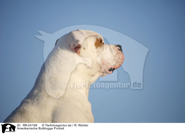 Amerikanische Bulldogge Portrait / RR-24198
