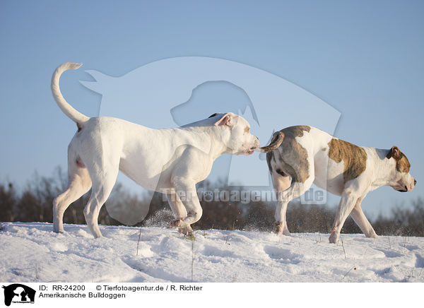 Amerikanische Bulldoggen / RR-24200