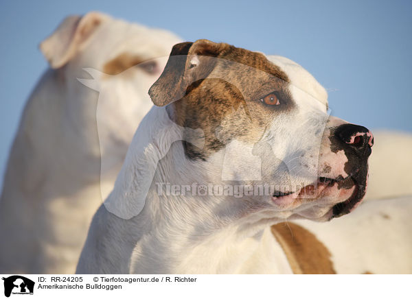 Amerikanische Bulldoggen / American Bulldogs / RR-24205