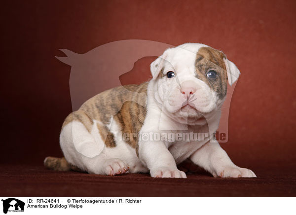 American Bulldog Welpe / RR-24641