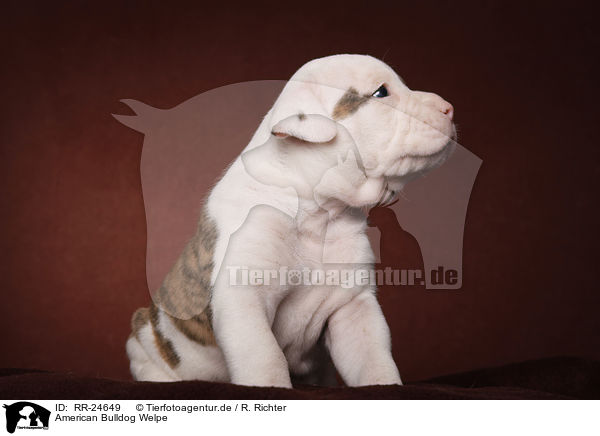 American Bulldog Welpe / RR-24649