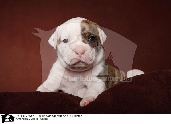 American Bulldog Welpe / RR-24655