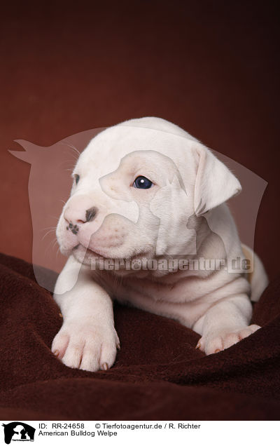 American Bulldog Welpe / RR-24658