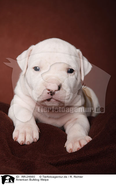 American Bulldog Welpe / RR-24660
