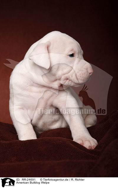 American Bulldog Welpe / RR-24691