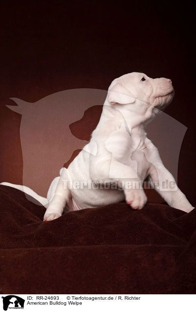American Bulldog Welpe / RR-24693