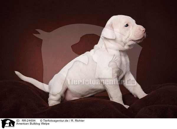 American Bulldog Welpe / RR-24694