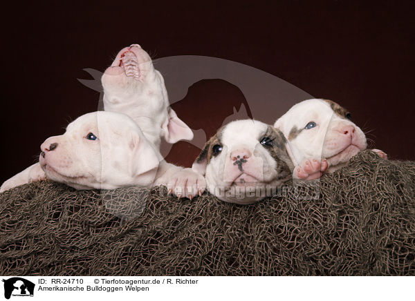 Amerikanische Bulldoggen Welpen / RR-24710