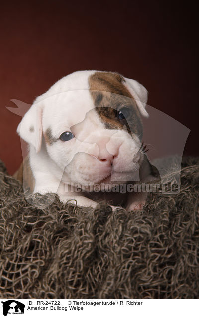 American Bulldog Welpe / RR-24722