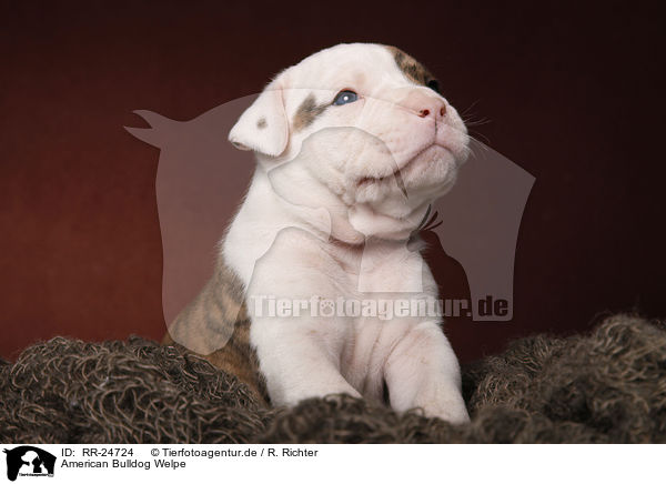 American Bulldog Welpe / RR-24724