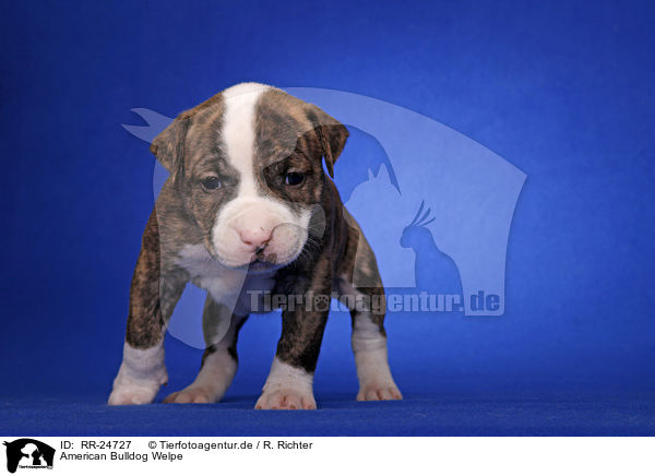 American Bulldog Welpe / RR-24727
