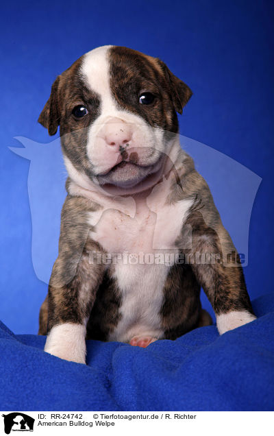 American Bulldog Welpe / RR-24742