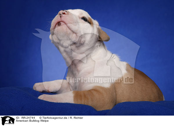 American Bulldog Welpe / RR-24744