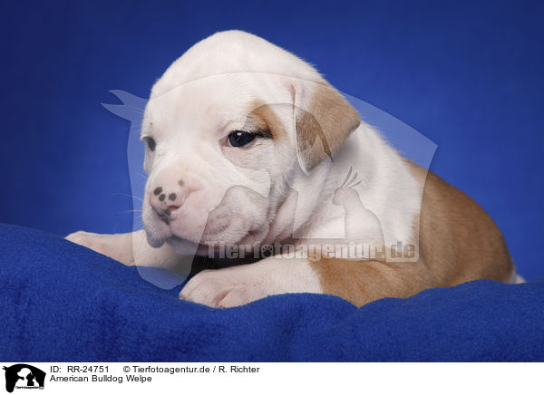 American Bulldog Welpe / American Bulldog puppy / RR-24751