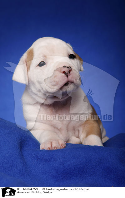 American Bulldog Welpe / RR-24753