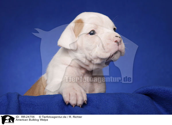 American Bulldog Welpe / RR-24756