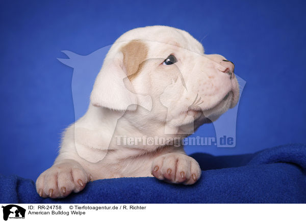 American Bulldog Welpe / RR-24758