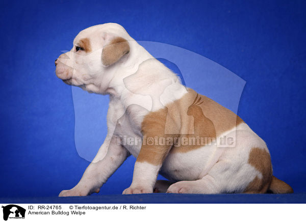 American Bulldog Welpe / RR-24765