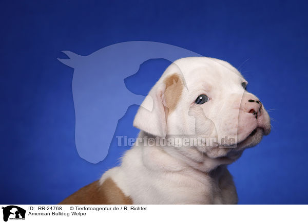American Bulldog Welpe / American Bulldog puppy / RR-24768