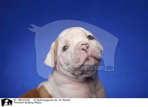 American Bulldog Welpe / American Bulldog puppy / RR-24769