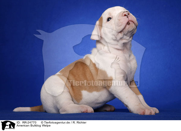 American Bulldog Welpe / RR-24770