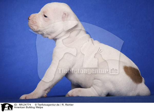 American Bulldog Welpe / American Bulldog puppy / RR-24774