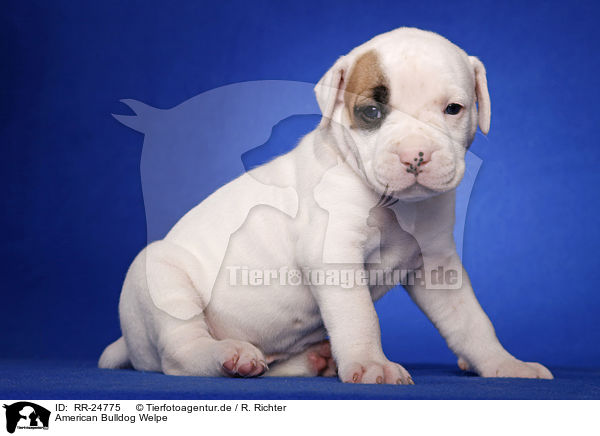 American Bulldog Welpe / American Bulldog puppy / RR-24775