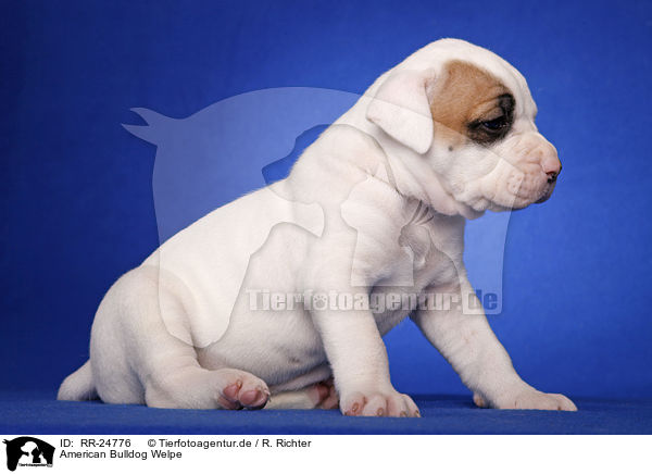 American Bulldog Welpe / RR-24776